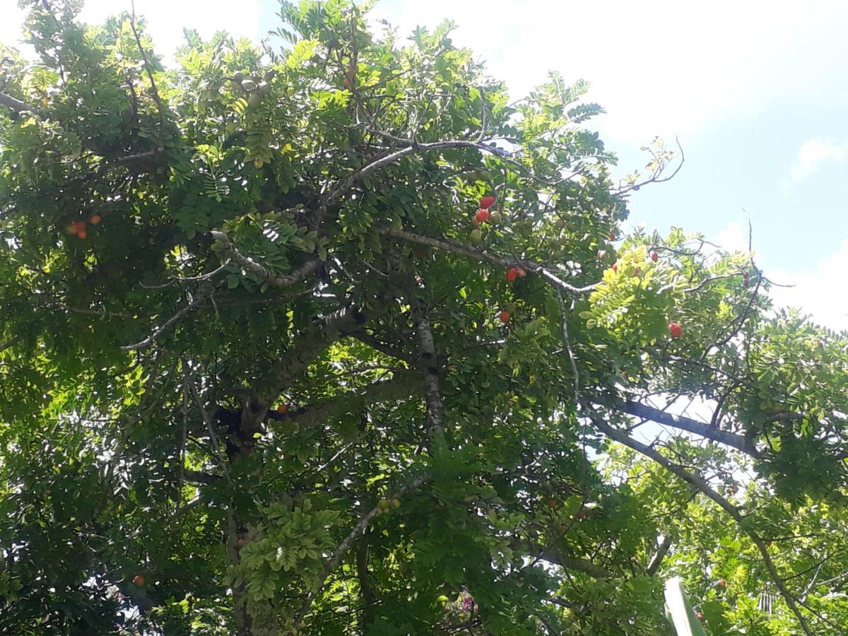 Refugio Das Bouganvillea Igarassu 외부 사진