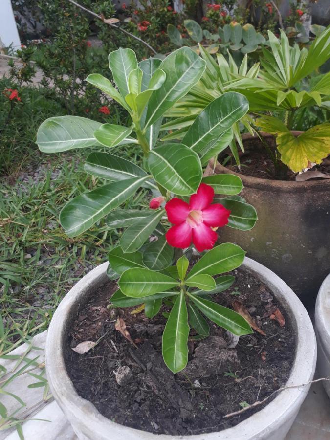Refugio Das Bouganvillea Igarassu 외부 사진